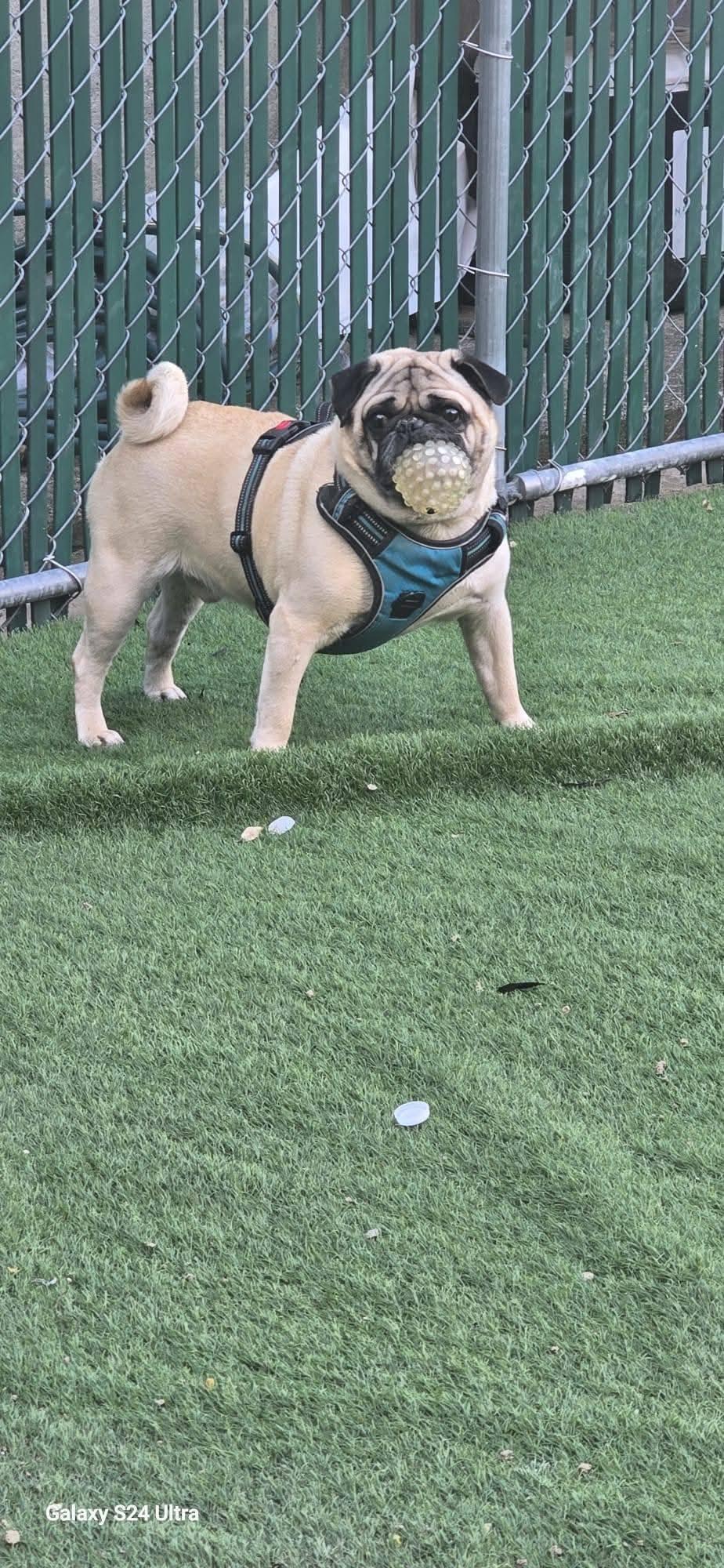 Frank, Adopted, Young Male Pug.