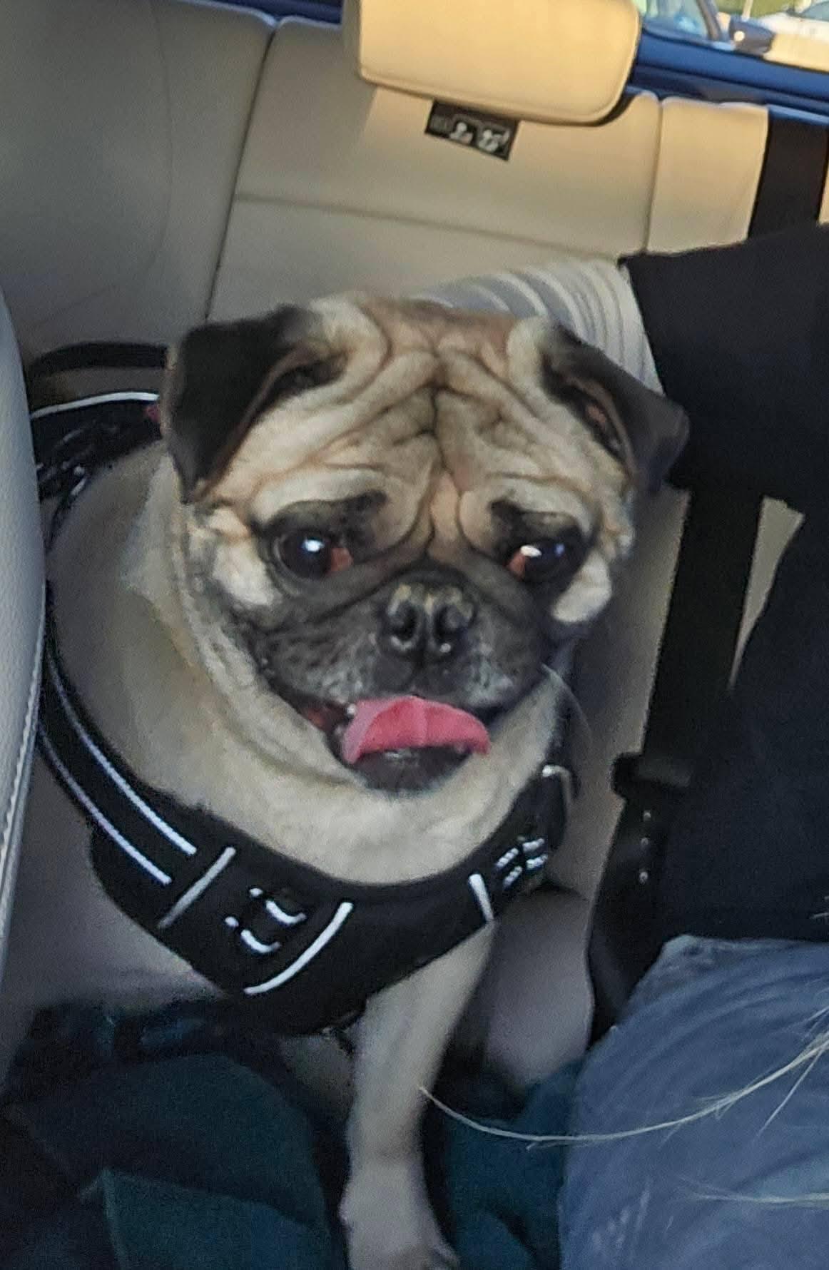 Frank, a Adopted Pug in Tenafly, NJ image 2/3