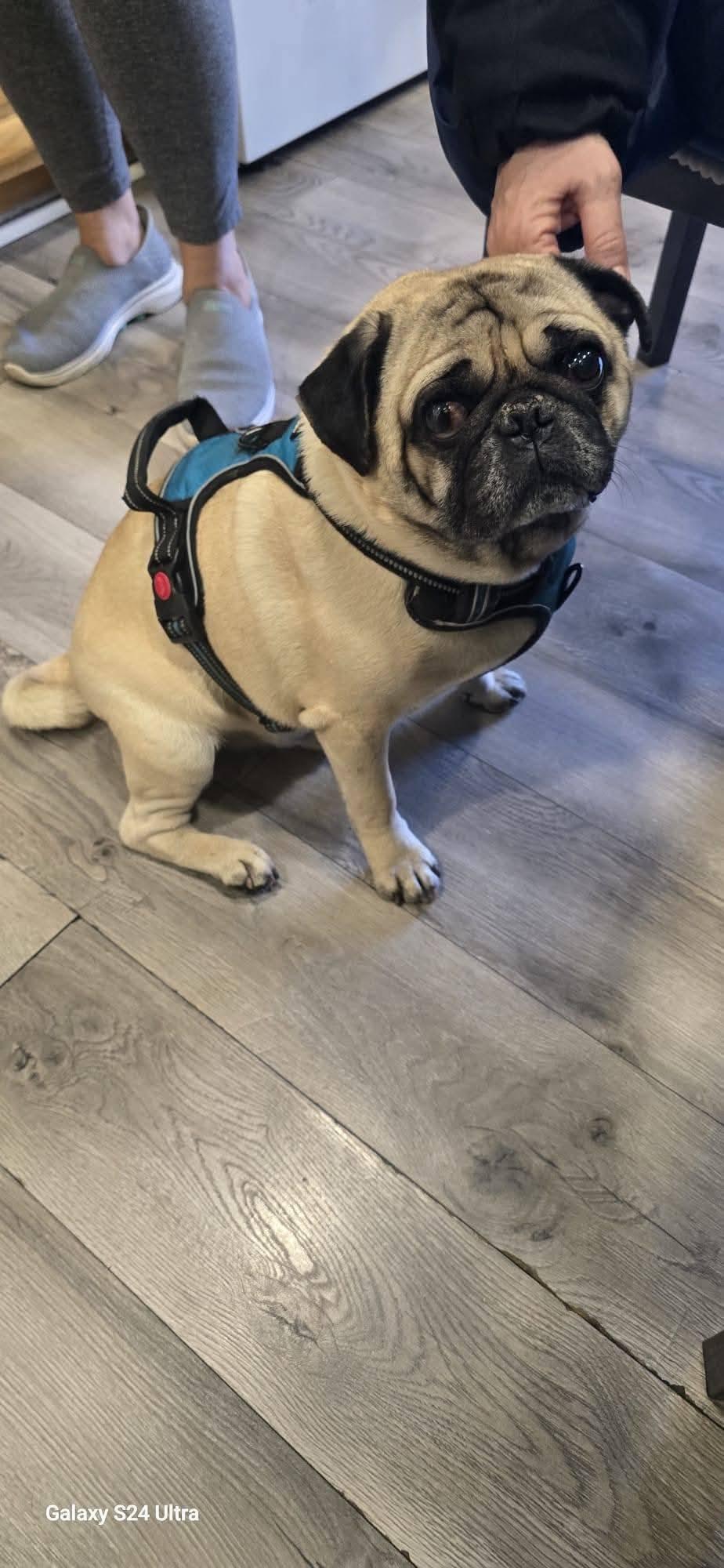 Frank, a Adopted Pug in Tenafly, NJ image 3/3