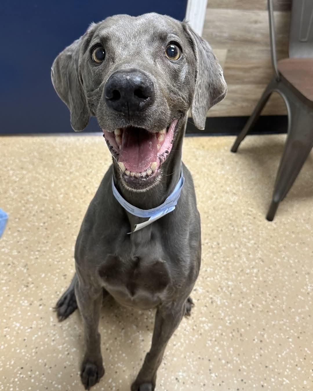 Enlarge Ash, a Adoptable Weimaraner in Birmingham, AL image 1/1