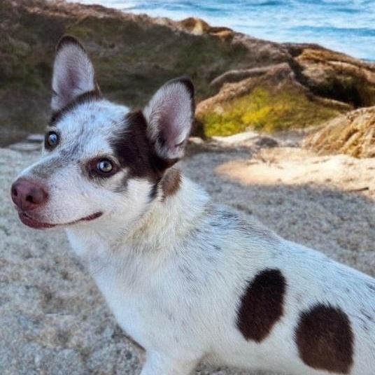 Oakley — thumbnail 3