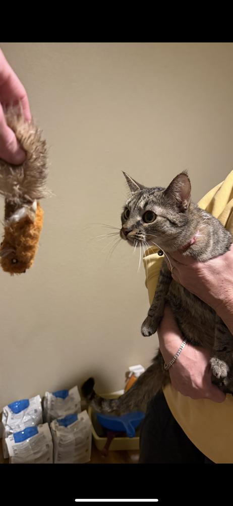 Enlarge Babs Bunny, a Adoptable mixed breed in Lafayette, CO image 1/6