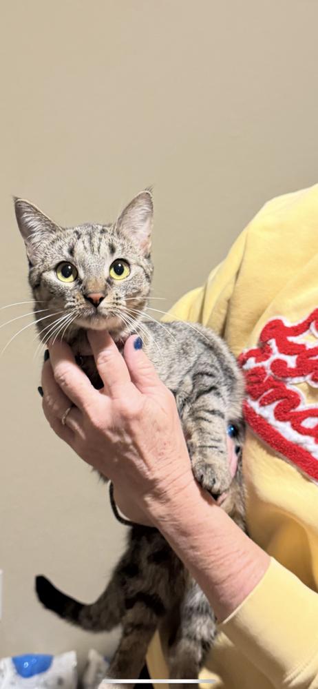 Enlarge Babs Bunny, a Adoptable mixed breed in Lafayette, CO image 3/6