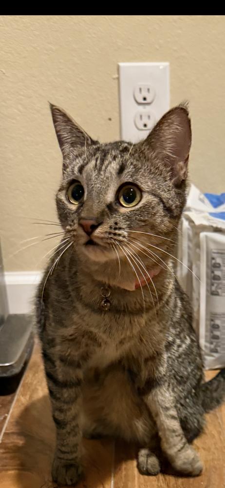 Enlarge Babs Bunny, a Adoptable mixed breed in Lafayette, CO image 4/6