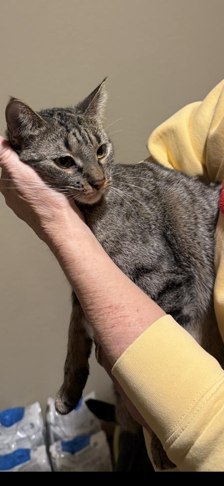 Enlarge Babs Bunny, a Adoptable mixed breed in Lafayette, CO image 6/6