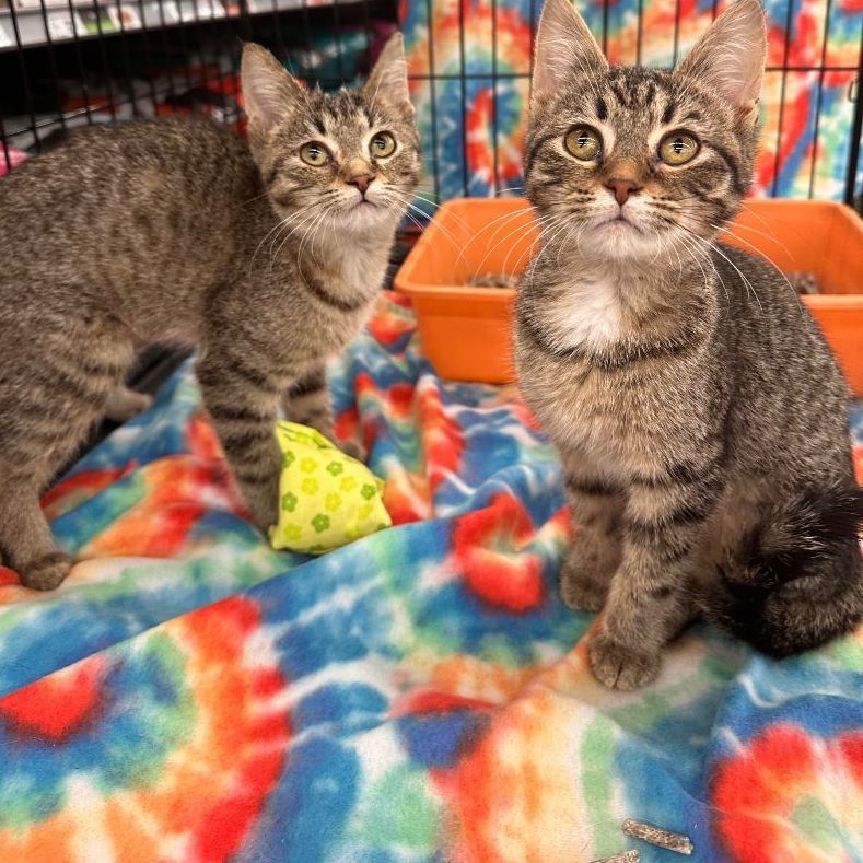 Anna and Elsa, Adopted, Kitten Female Domestic Short Hair.