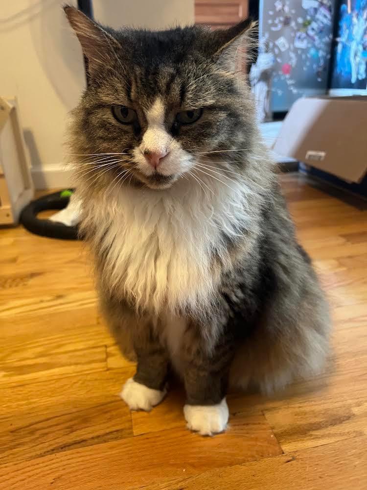 Courtesy Post: Etta, Adoptable, Adult Female Domestic Long Hair.