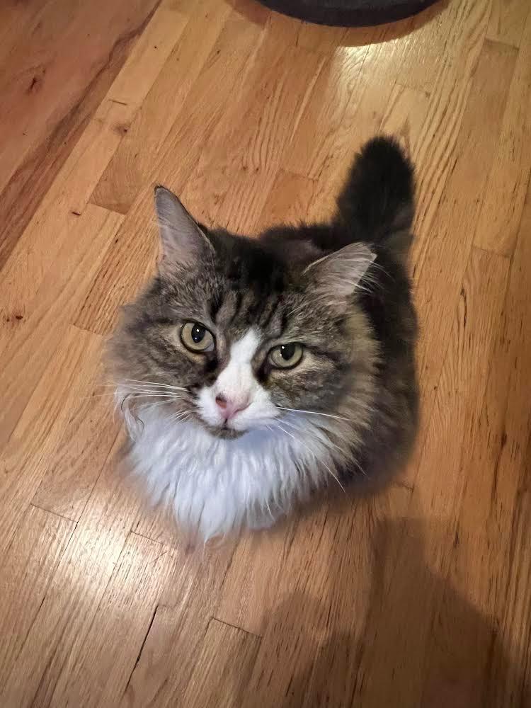 Courtesy Post: Etta, Adoptable, Adult Female Domestic Long Hair.