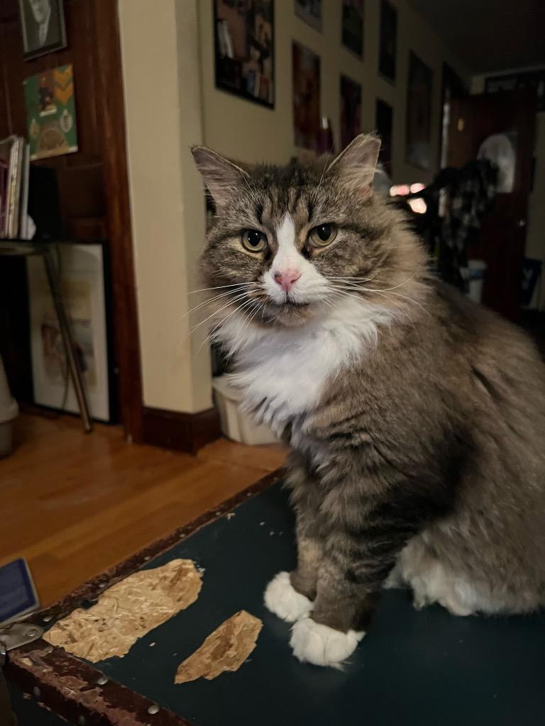 Enlarge Courtesy Post: Etta, a Adoptable mixed breed in New York, NY image 2/6