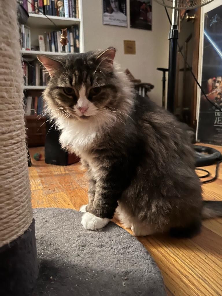 Courtesy Post: Etta, Adoptable, Adult Female Domestic Long Hair.