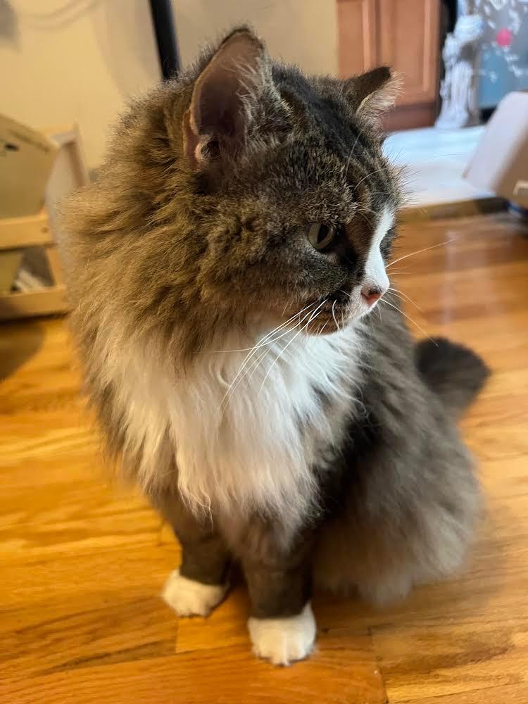 Enlarge Courtesy Post: Etta, a Adoptable mixed breed in New York, NY image 4/6