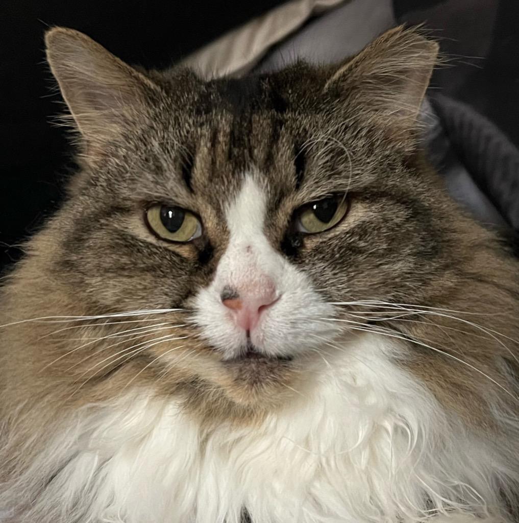 Enlarge Courtesy Post: Etta, a Adoptable mixed breed in New York, NY image 6/6