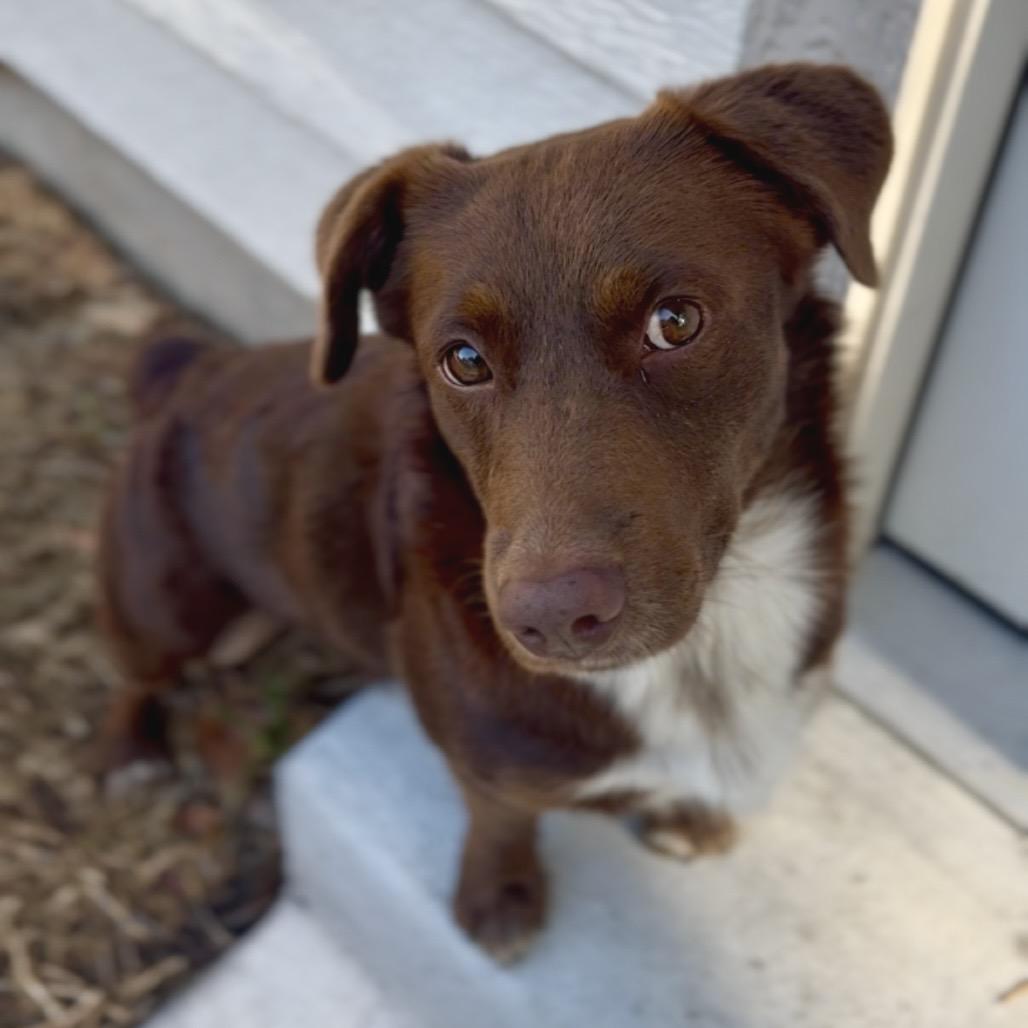 Brownie, Adoptable, Adult Male Chocolate Labrador Retriever & Dachshund.