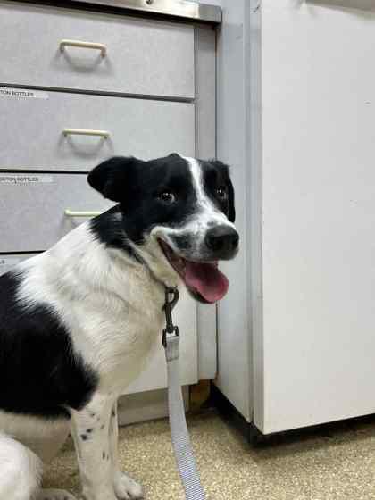 Enlarge Jessie, a Adoptable mixed breed in Munster, IN image 1/1