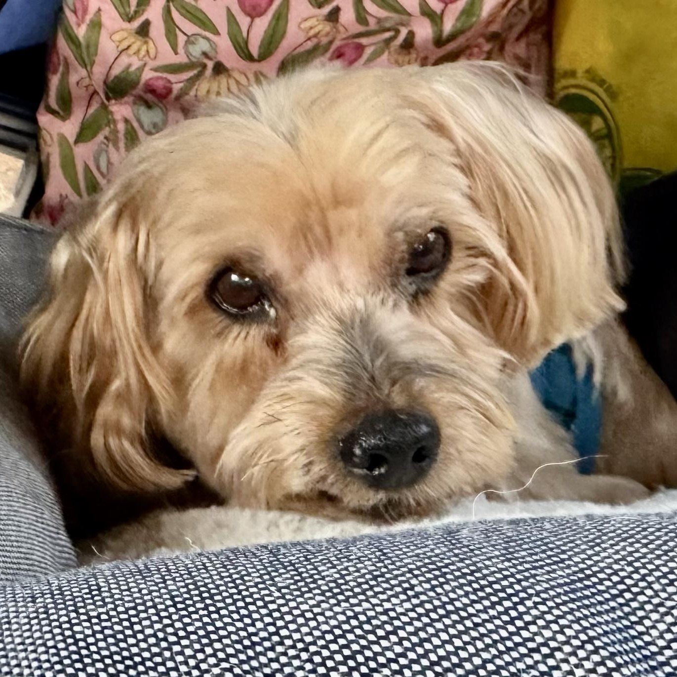 Webster Savor, Adoptable, Senior Male Shih Tzu.