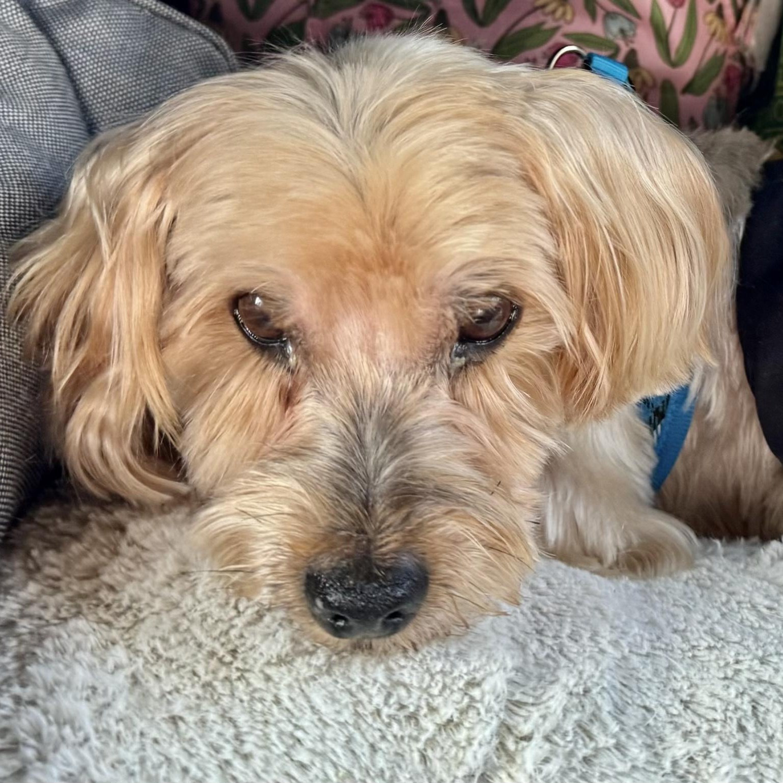 Webster Savor, a Adoptable Shih Tzu in Plano, TX image 2/2