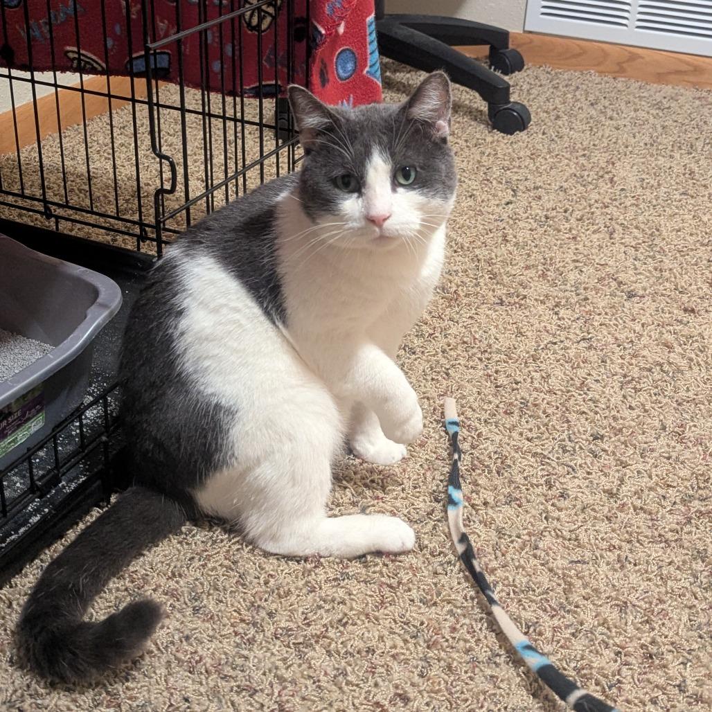 Enlarge McKinney--In Foster, a Adoptable Domestic Short Hair in Fargo, ND image 1/6