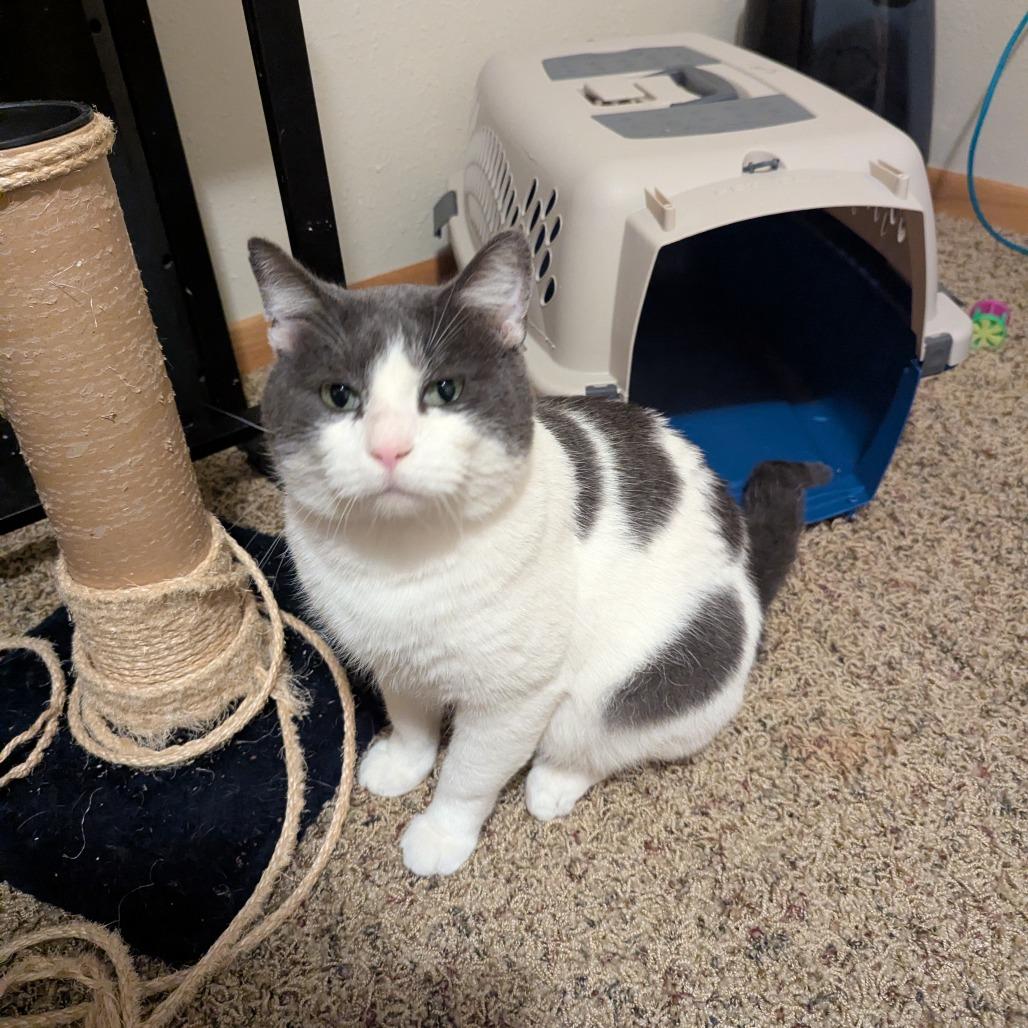 Enlarge McKinney--In Foster, a Adoptable Domestic Short Hair in Fargo, ND image 2/6