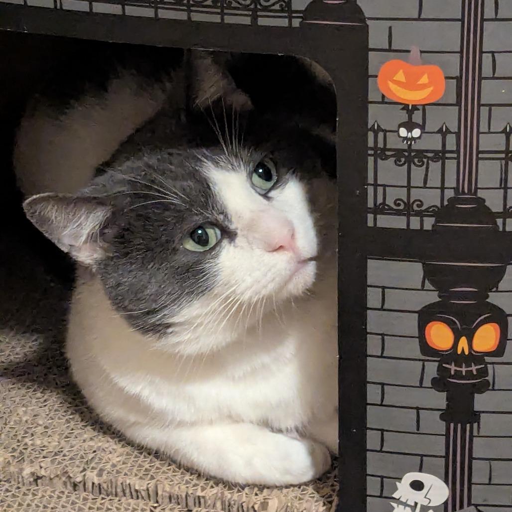 Enlarge McKinney--In Foster, a Adoptable Domestic Short Hair in Fargo, ND image 3/6