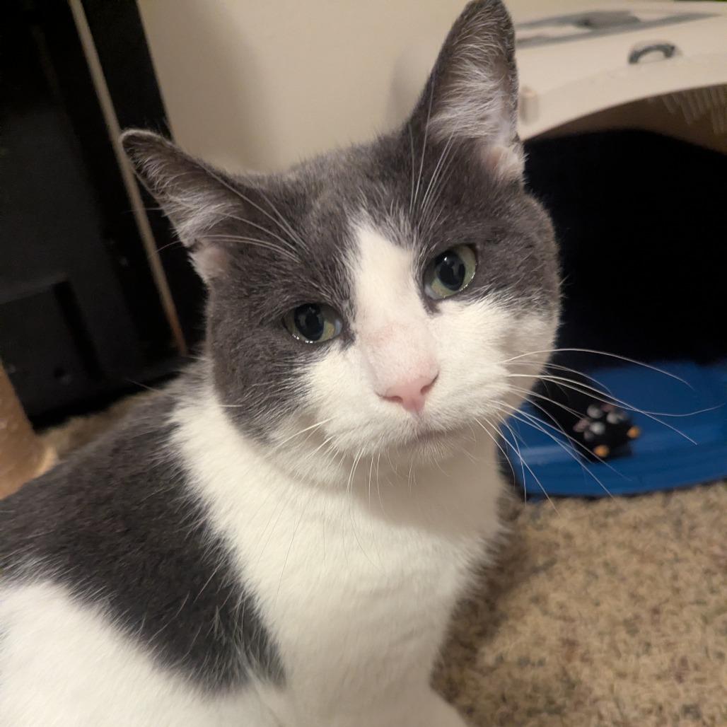 Enlarge McKinney--In Foster, a Adoptable Domestic Short Hair in Fargo, ND image 4/6