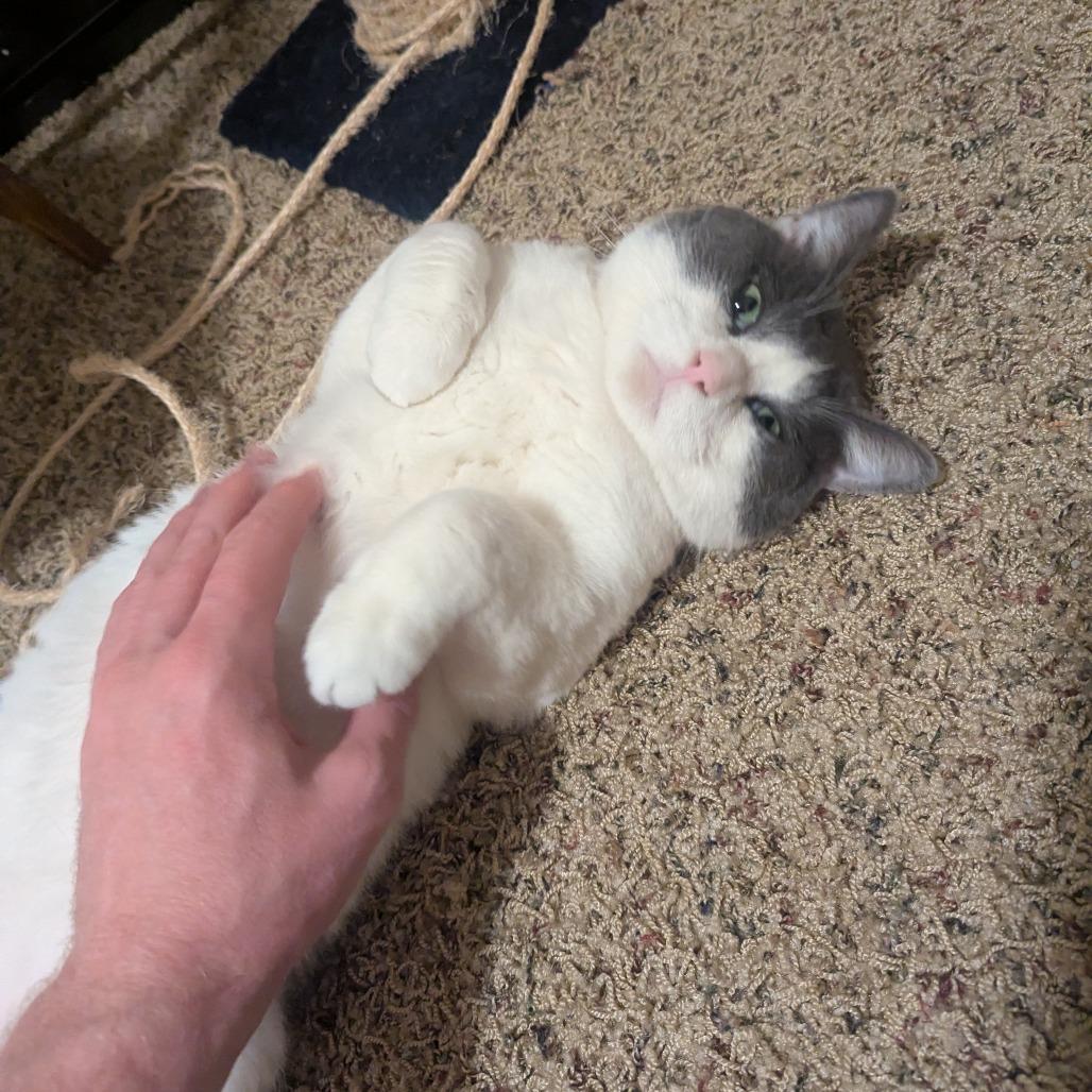 Enlarge McKinney--In Foster, a Adoptable Domestic Short Hair in Fargo, ND image 5/6