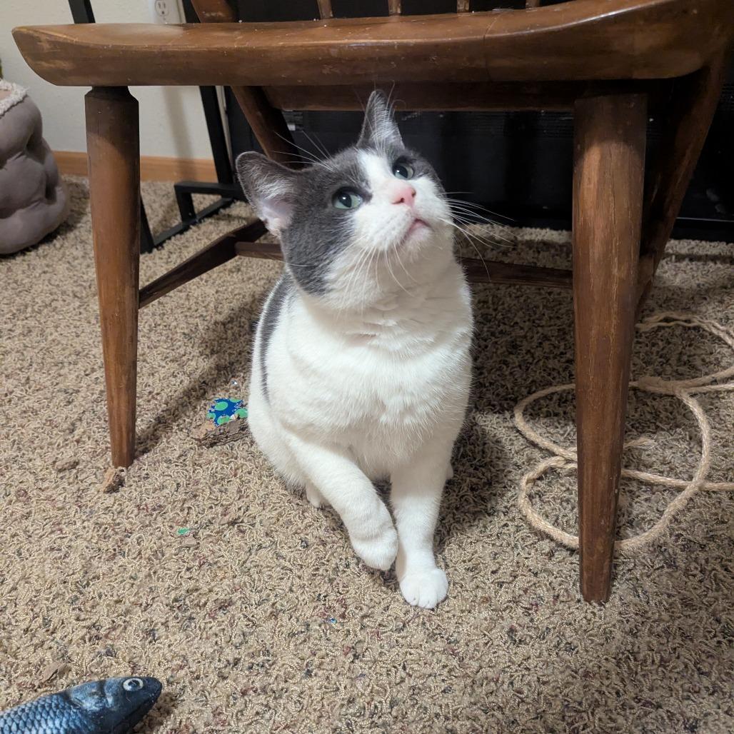 Enlarge McKinney--In Foster, a Adoptable Domestic Short Hair in Fargo, ND image 6/6