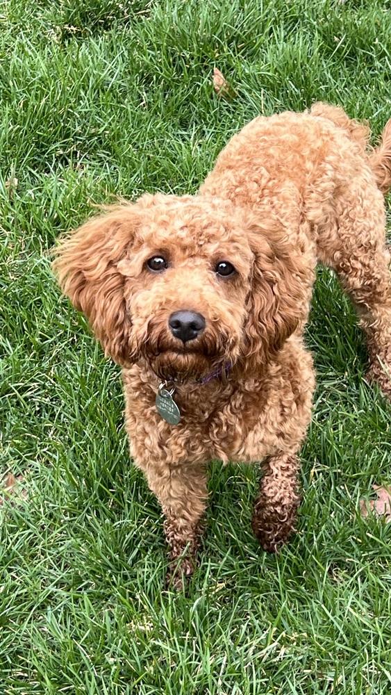 Calista, Adoptable, Puppy Female Cavalier King Charles Spaniel & Poodle.