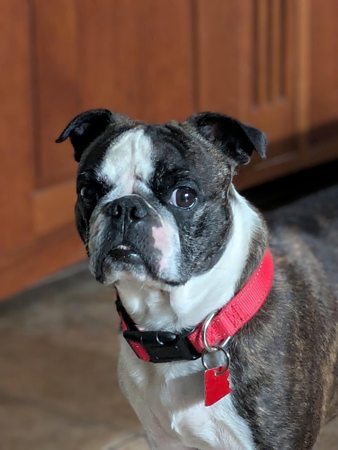 Enlarge Ro, a Adoptable Boston Terrier in Scottsdale, AZ image 1/3