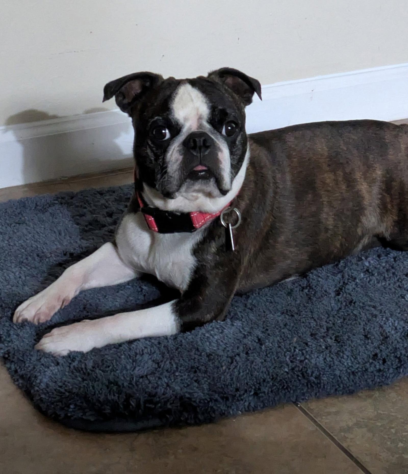 Enlarge Ro, a Adoptable Boston Terrier in Scottsdale, AZ image 2/3