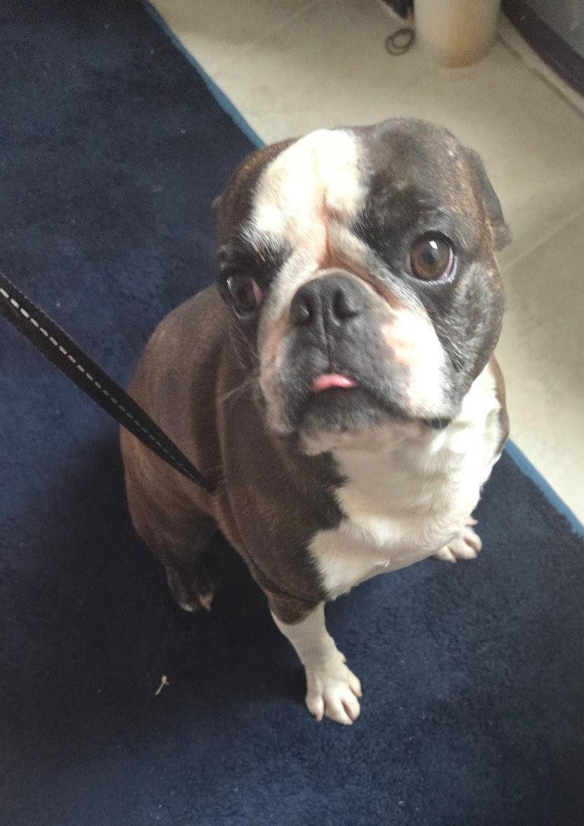 Enlarge Ro, a Adoptable Boston Terrier in Scottsdale, AZ image 3/3