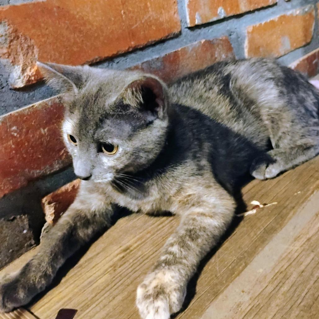 Allie, Adoptable, Kitten Female Domestic Short Hair.
