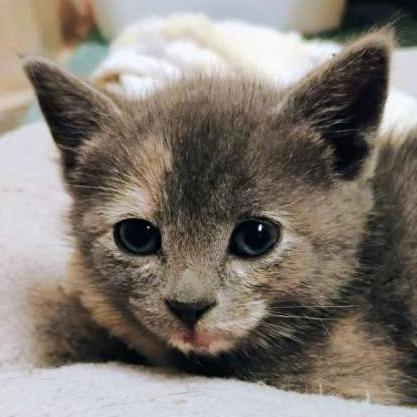 Enlarge Allie, a Adoptable Domestic Short Hair in Laramie, WY image 2/5