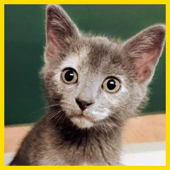 Enlarge Allie, a Adoptable Domestic Short Hair in Laramie, WY image 5/5