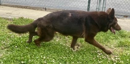 Enlarge Ember, a ADOPTABLE Shepherd in Glasgow, KY image 2/2