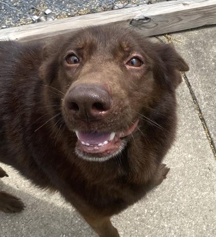 Ember, ADOPTABLE, Adult Female Shepherd.