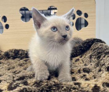 Smokie, a Adopted Domestic Short Hair in Sistersville, WV image 1/3