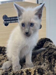 Smokie, a Adopted Domestic Short Hair in Sistersville, WV image 2/3