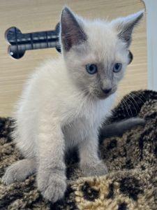 Smokie, a Adopted Domestic Short Hair in Sistersville, WV image 3/3