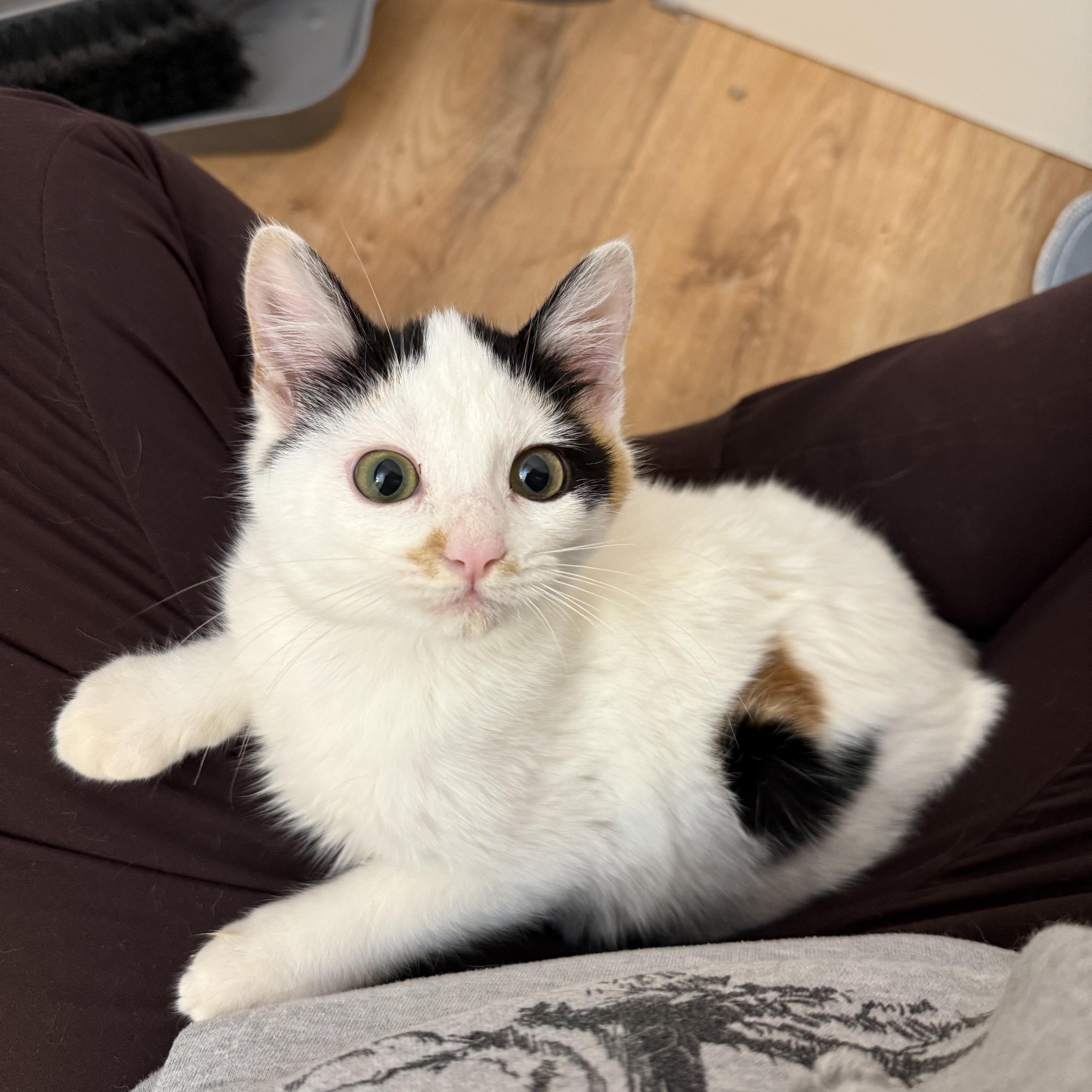 Rosie, ADOPTABLE, Kitten Female Domestic Short Hair.