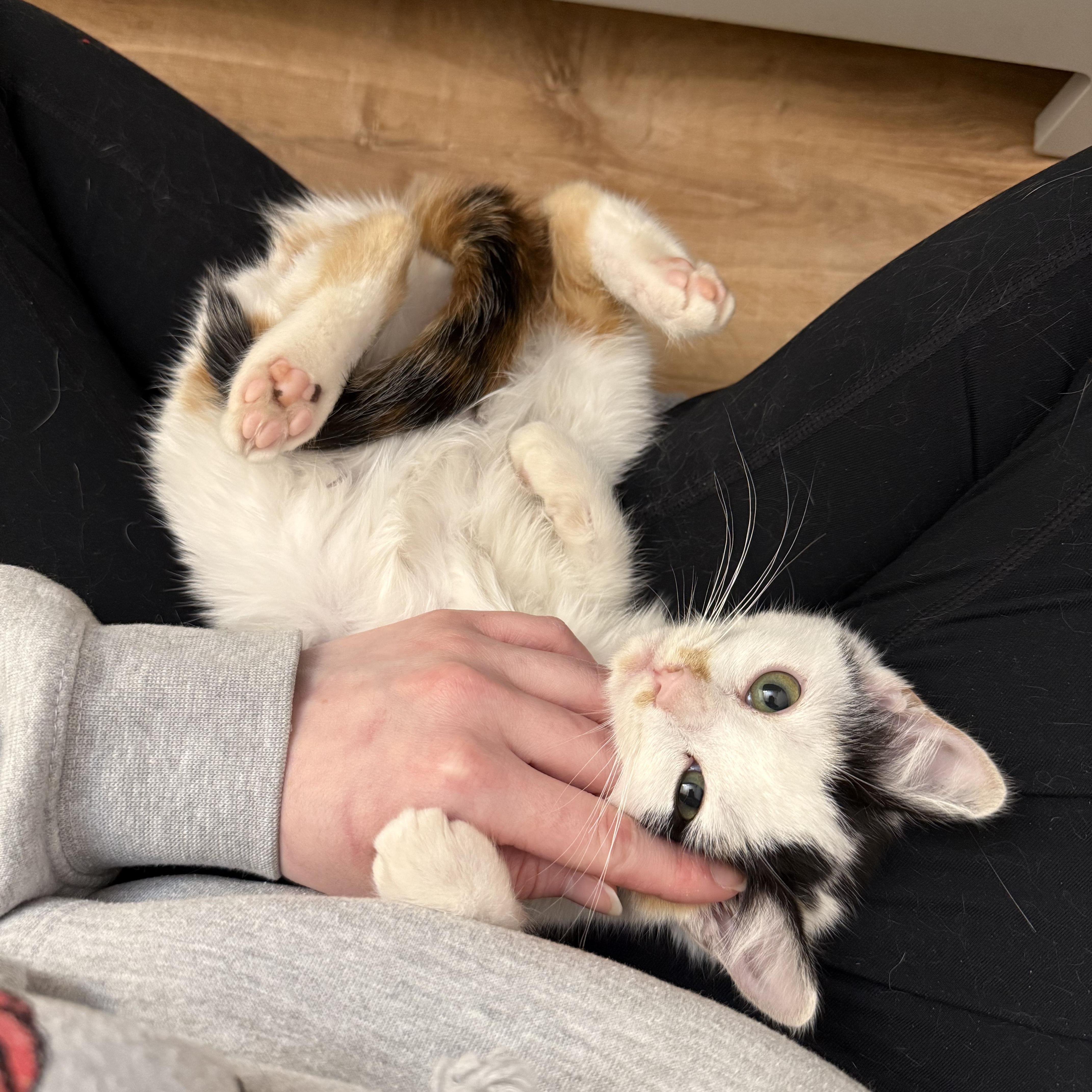 Enlarge Rosie, a ADOPTABLE Domestic Short Hair in Walnut Creek, CA image 2/6