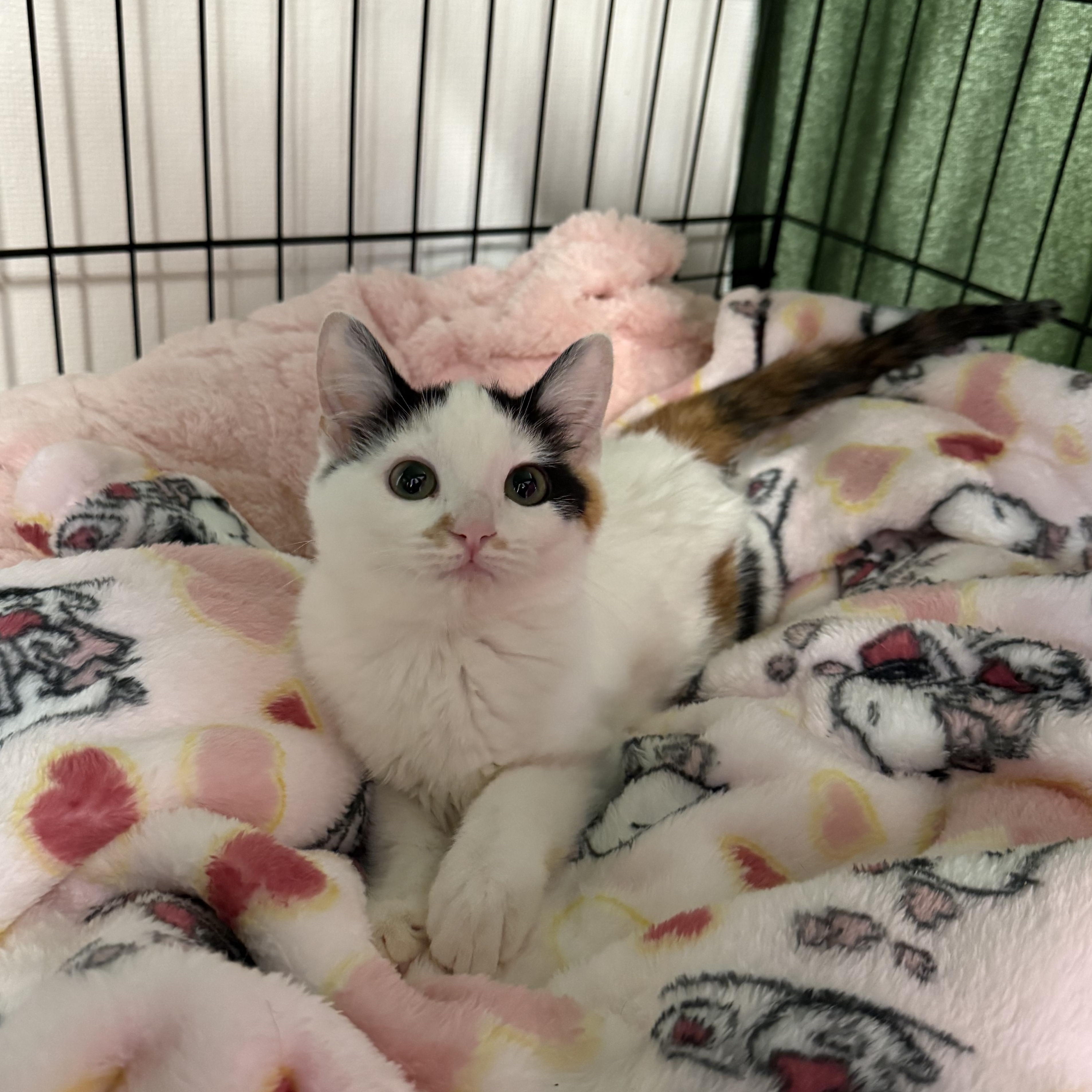 Enlarge Rosie, a ADOPTABLE Domestic Short Hair in Walnut Creek, CA image 5/6