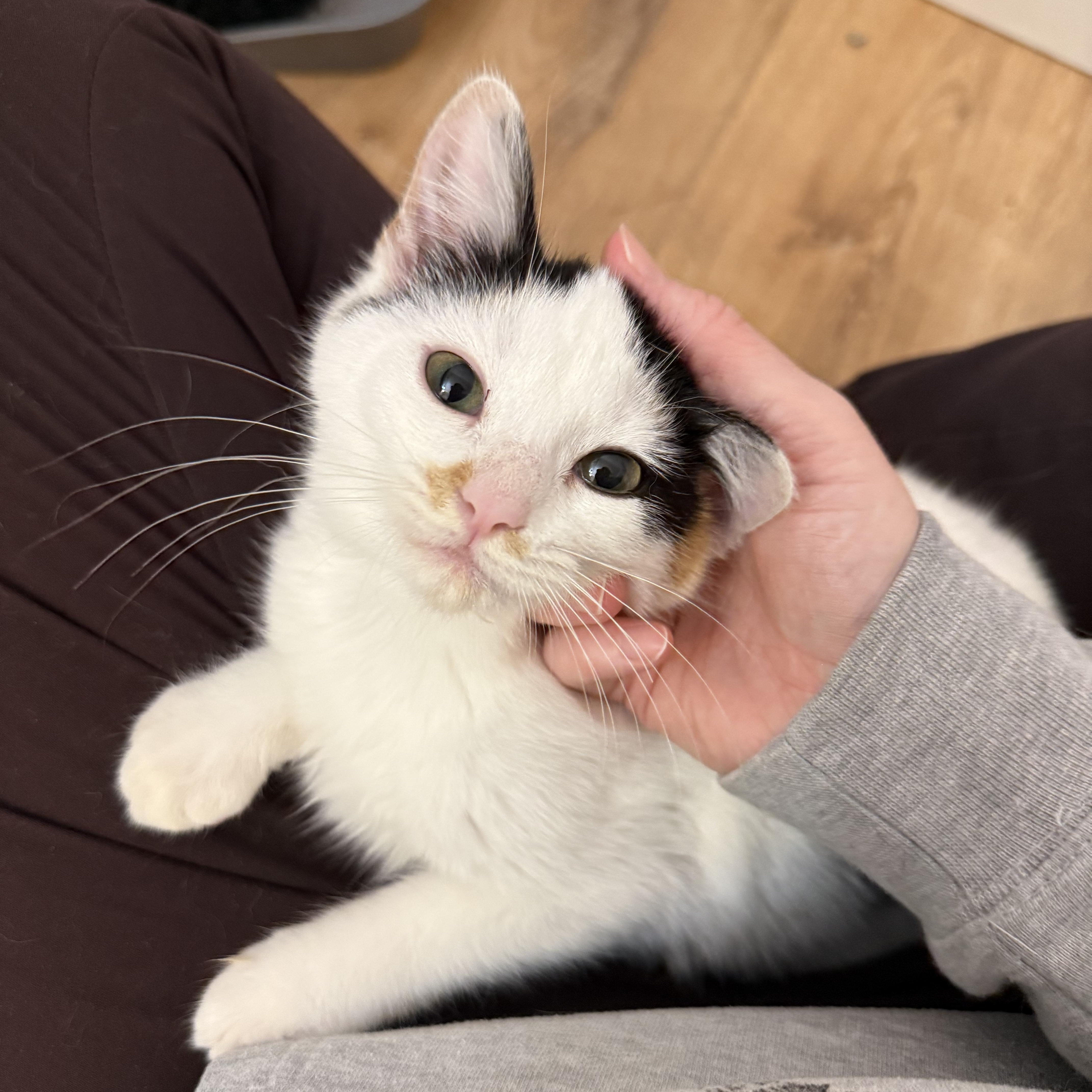 Enlarge Rosie, a ADOPTABLE Domestic Short Hair in Walnut Creek, CA image 4/6