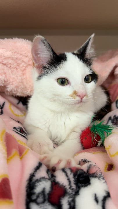 Enlarge Rosie, a ADOPTABLE Domestic Short Hair in Walnut Creek, CA video 3/6