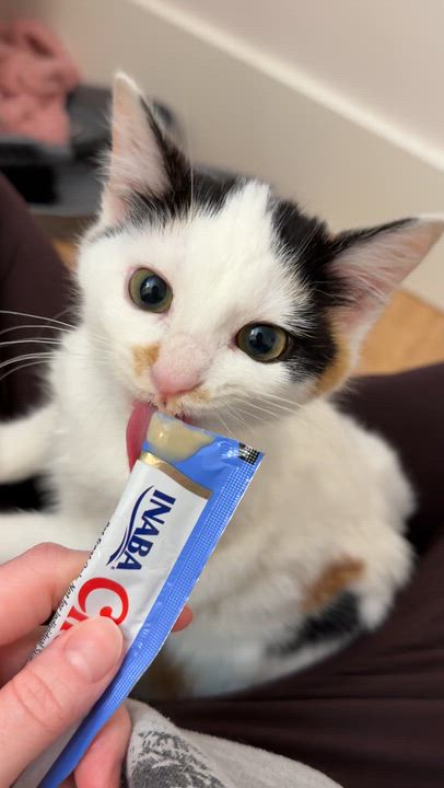 Enlarge Rosie, a ADOPTABLE Domestic Short Hair in Walnut Creek, CA video 6/6