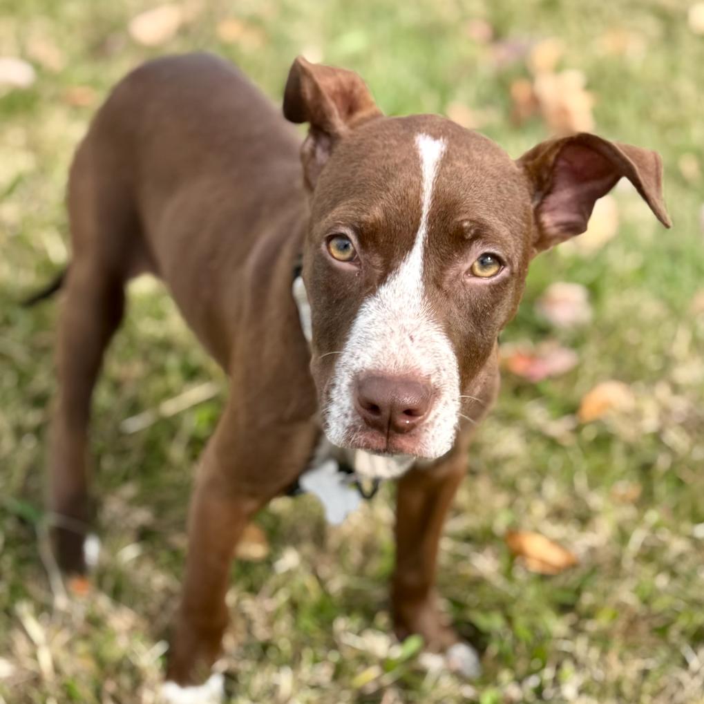 Enlarge SAMMY, a ADOPTABLE mixed breed in La Grange, KY image 5/6