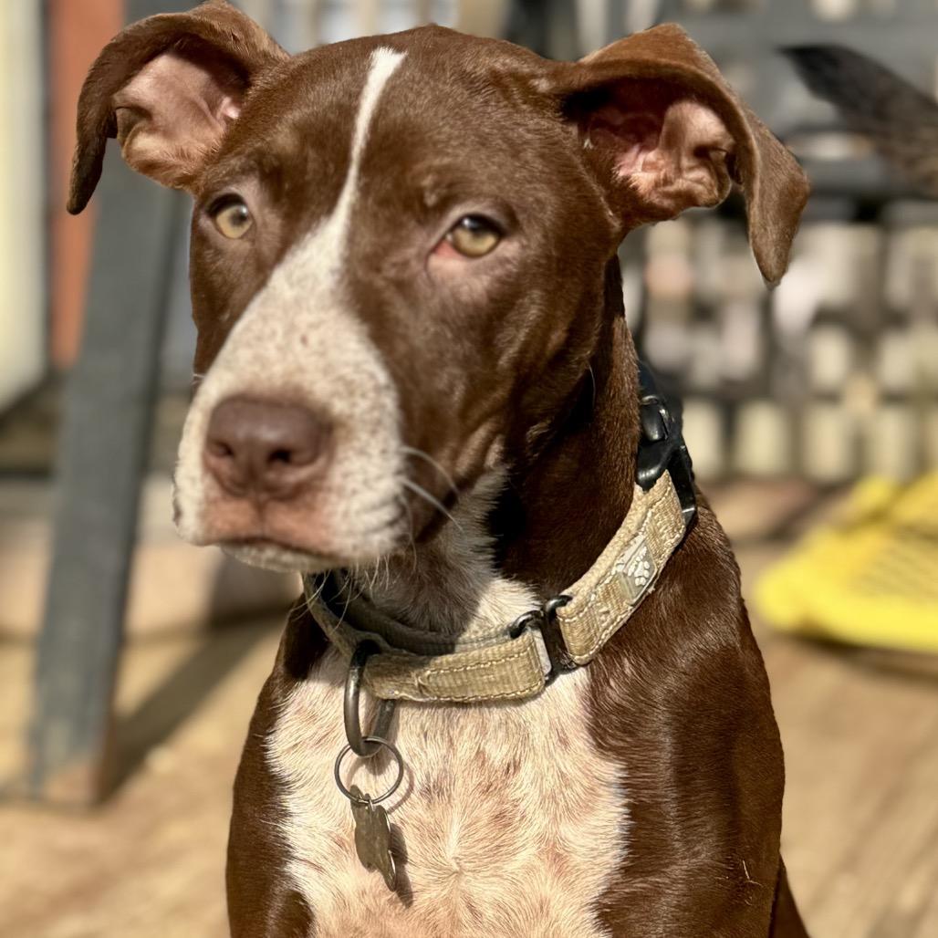 Enlarge SAMMY, a ADOPTABLE mixed breed in La Grange, KY image 2/6