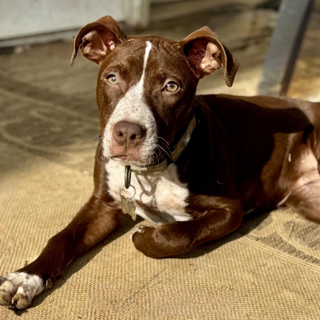 SAMMY, ADOPTABLE, Puppy Female American Staffordshire Terrier.