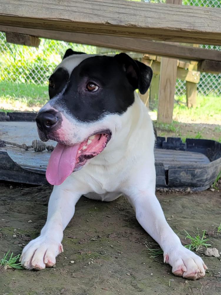 SAMSON 266-25, a Adoptable mixed breed in Cambridge, OH image 4/6