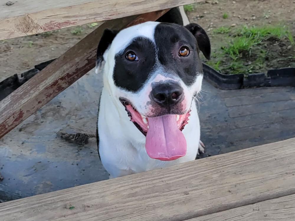 SAMSON 266-25, a Adoptable mixed breed in Cambridge, OH image 6/6