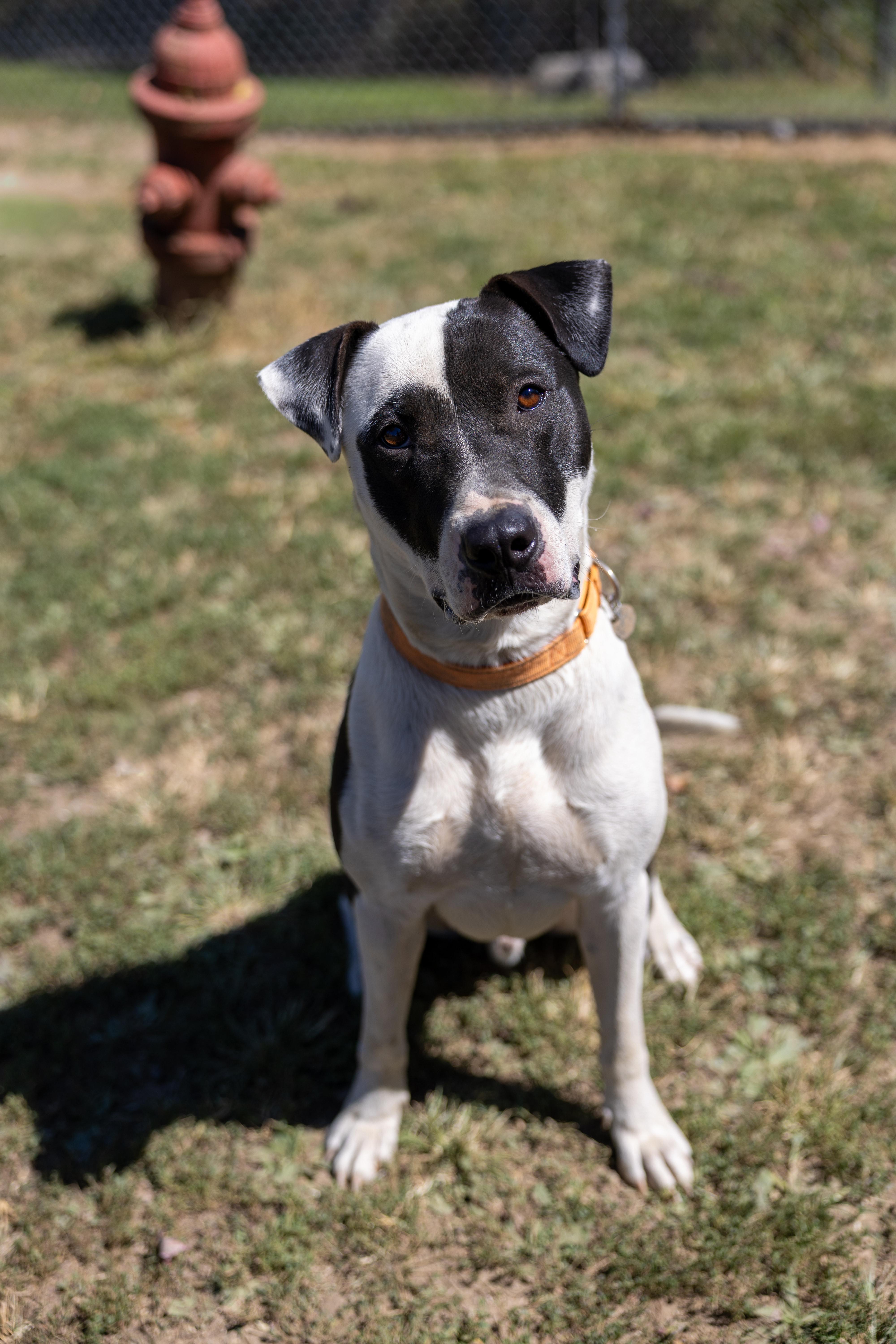 SAMSON 266-25, Adoptable, Young Male Hound.